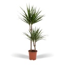 Drachenbaum (Dracaena marginata) – pflegeleichte Zimmerpflanze, Topf-Ø 19 cm, Höhe ca. 100 cm