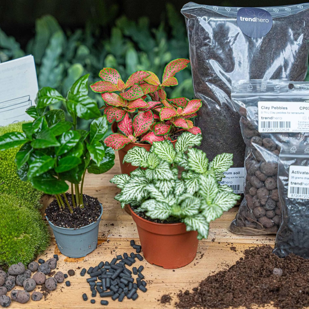 Flaschengarten-Paket Coffea Arabica