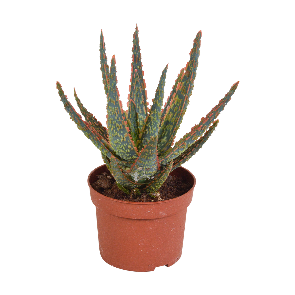 Hallo Zebrina Dannyz 10,5cm - ohne Topf