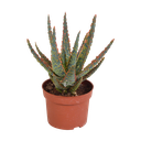 Zebra-Aloe 'Zebrina' (Aloe zebrina) – pflegeleichte Zimmerpflanze, Höhe ca. 10,5 cm