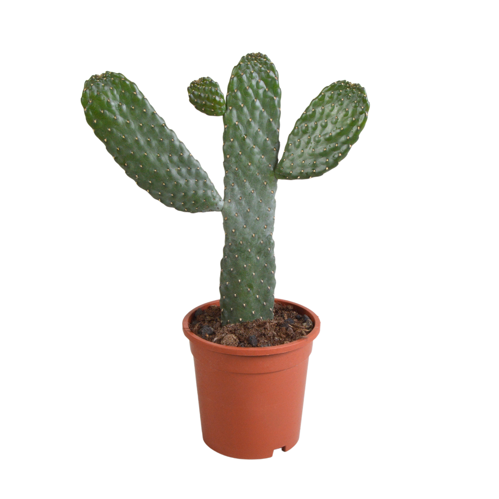 Opuntia consulae - 17cm - ohne Topf