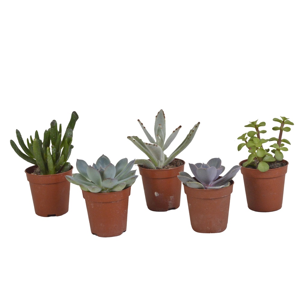 Sukkulenten-Mix 5er-Set – pflegeleichte Zimmerpflanzen, Topf-Ø 5,5 cm, ohne Übertopf