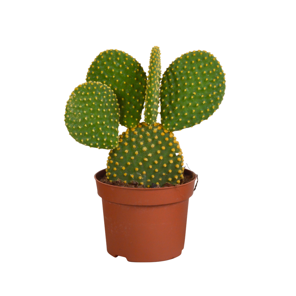 Opuntia microdasys - 12cm - ohne Topf