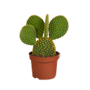 Goldopuntie (Opuntia microdasys) – pflegeleichte Zimmerpflanze, Höhe ca. 12 cm