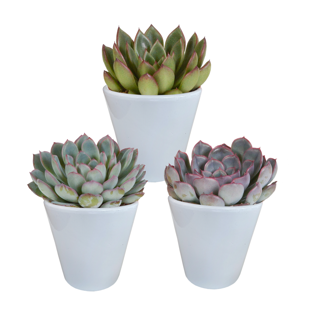  Echeveria-Mischung 8,5 cm - 3x - in witte pot
