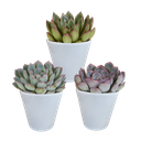 Echeverie (Echeveria-mischung 8,5) – pflegeleichte Zimmerpflanze, Höhe ca. 8,5 cm