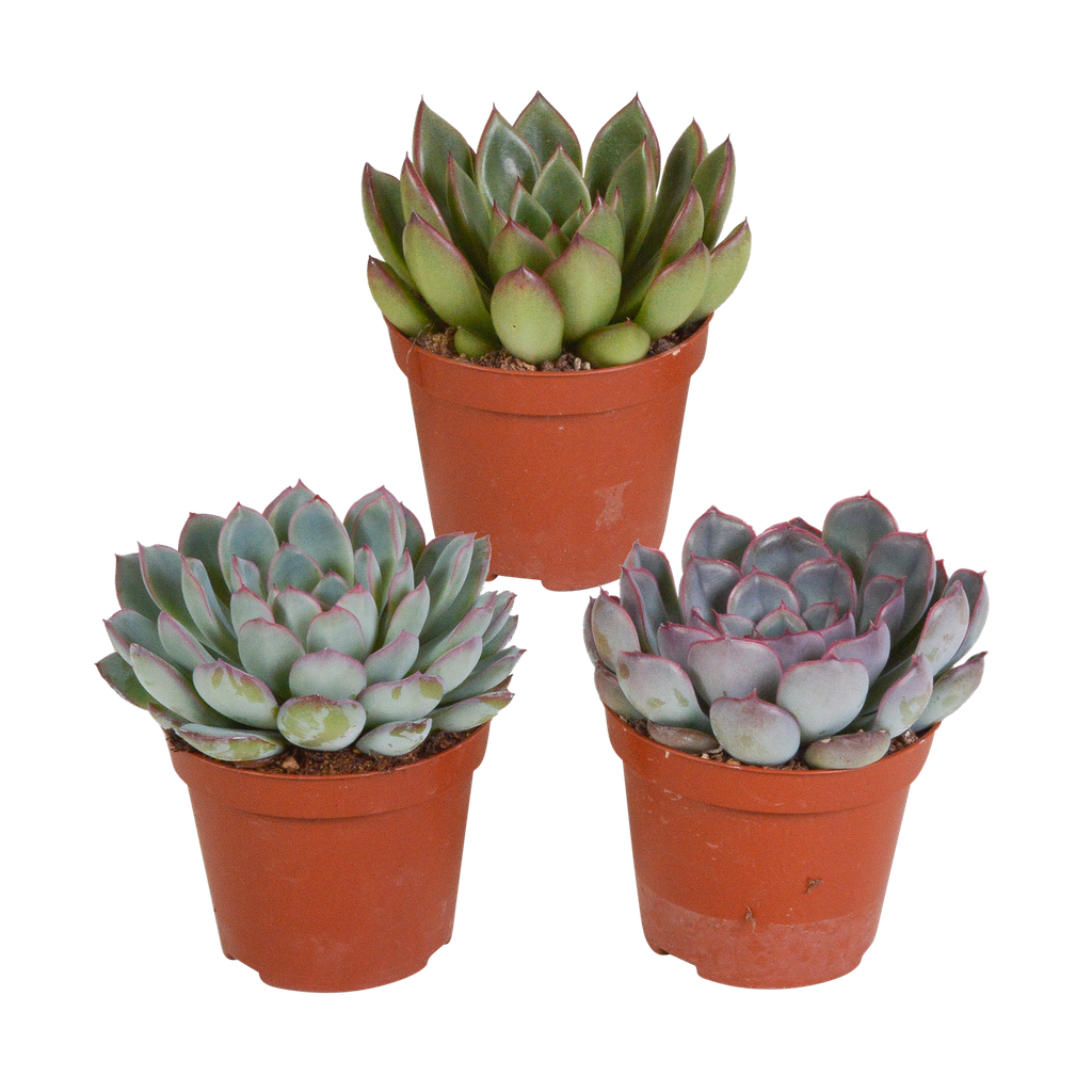 Echeveria-Mischung 8,5 cm - 3x - ohne Topf