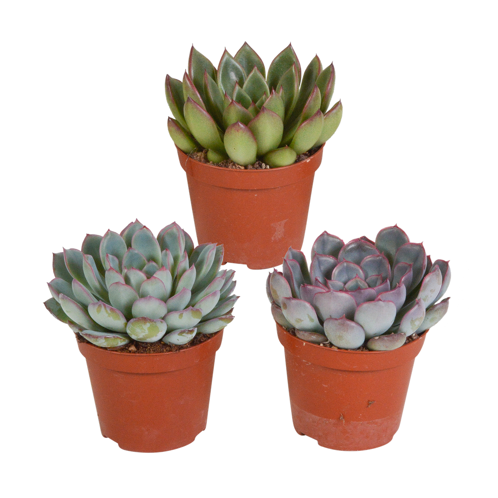 Echeverie (Echeveria-mischung 8,5) – pflegeleichte Zimmerpflanze, Höhe ca. 8,5 cm