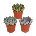 Echeverie (Echeveria-mischung 8,5) – pflegeleichte Zimmerpflanze, Höhe ca. 8,5 cm