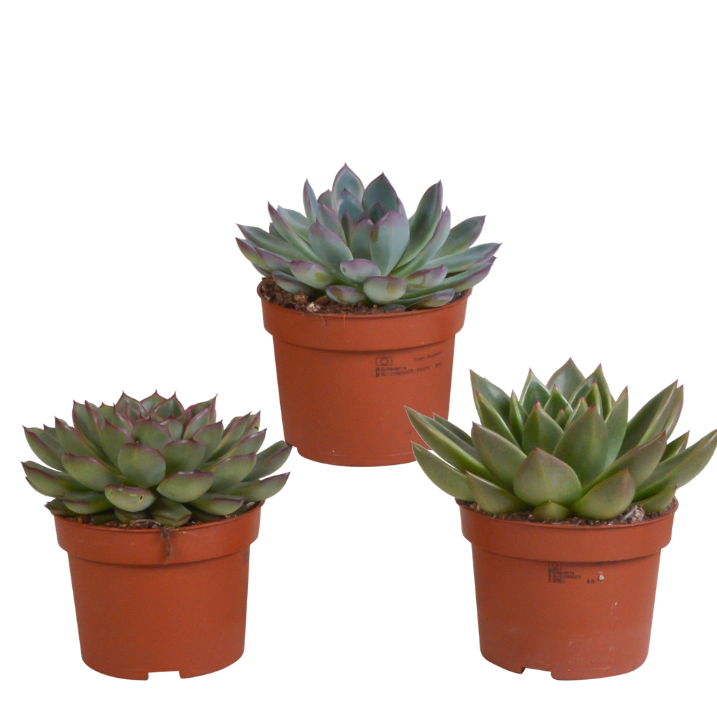 Echeveria-Mix 10,5 cm - 3x - ohne Topf