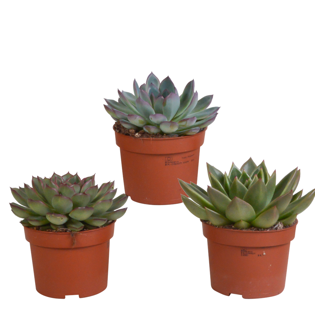 Echeveria-Mix 10,5 cm - 3x - ohne Topf