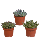 Echeveria-Mix 10,5 cm - 3x - ohne Topf