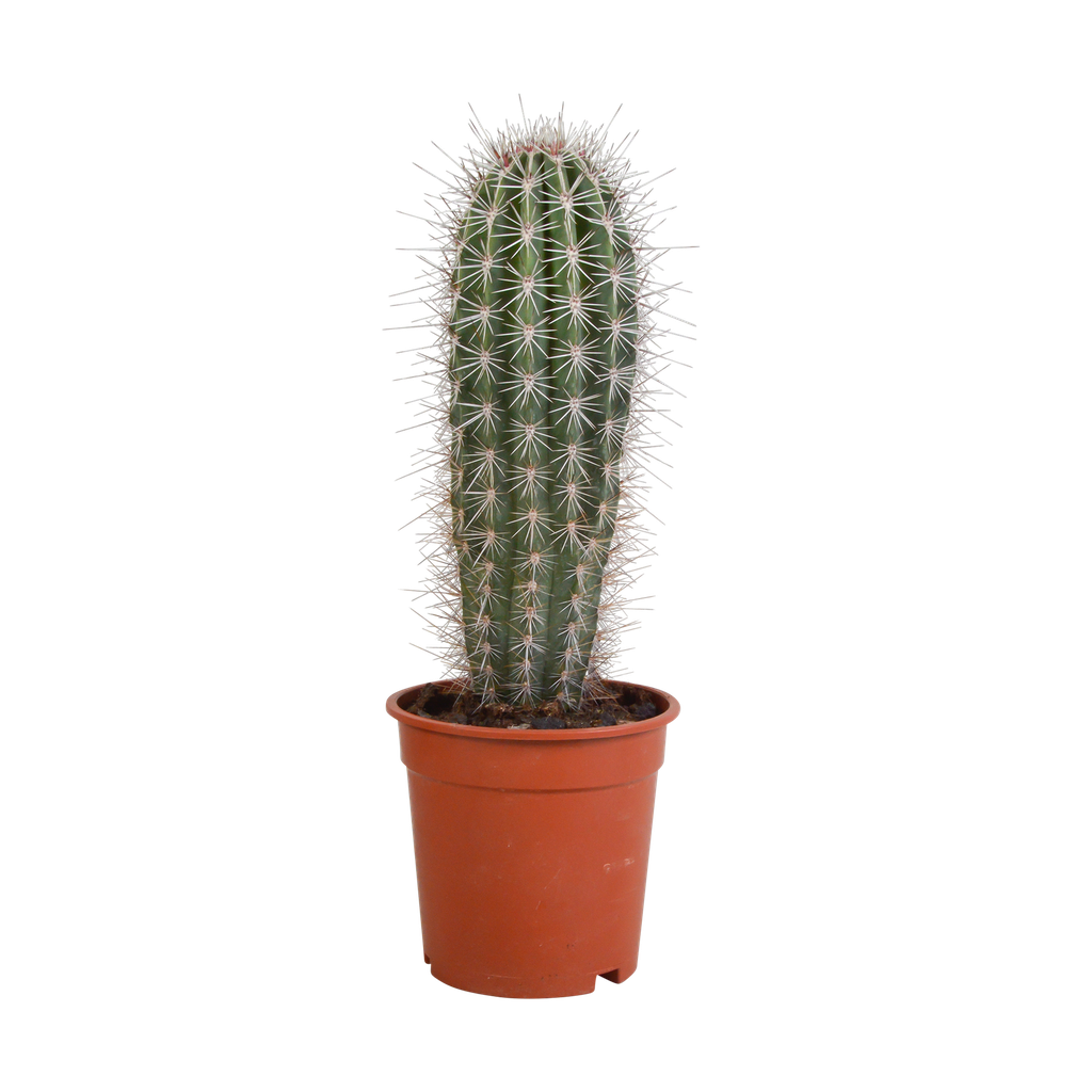 Pachycereus pringlei - 17cm - ohne Topf