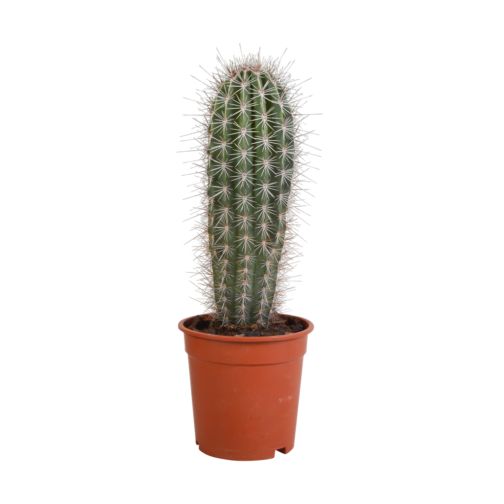 Riesen-Säulenkaktus (Pachycereus pringlei) – pflegeleichte Zimmerpflanze, Höhe ca. 17 cm