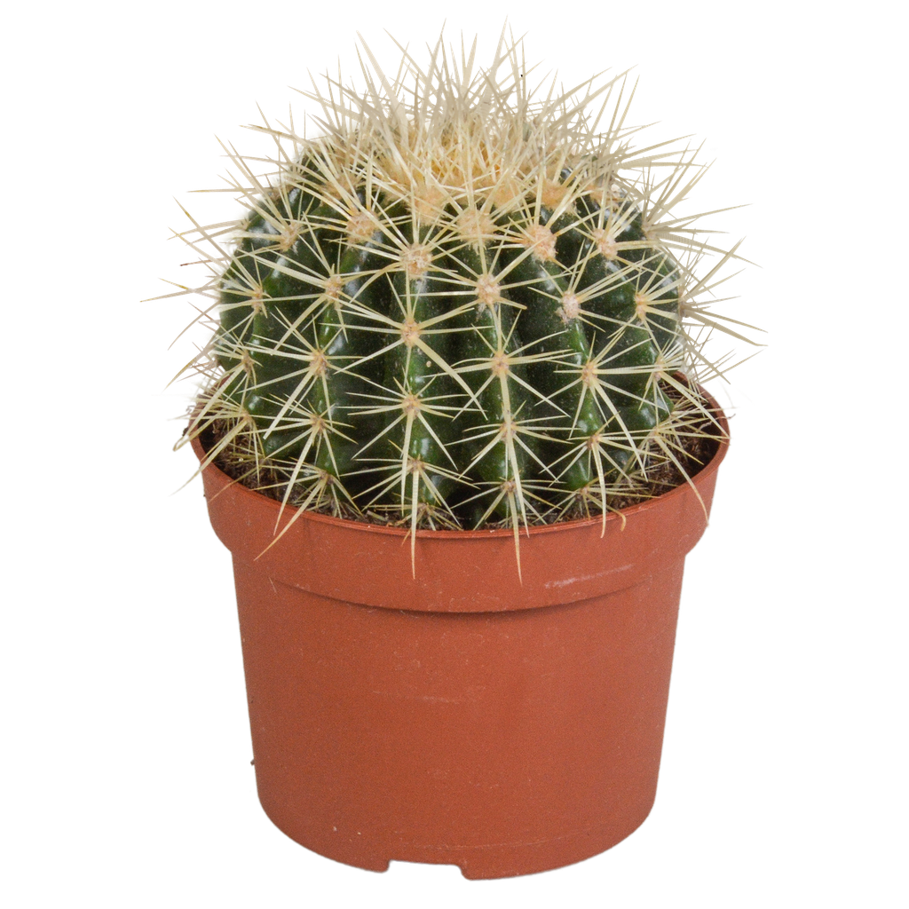 Echinocactus grusonii 12cm