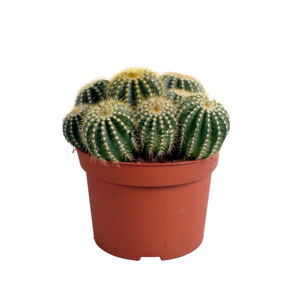 Eriocactus warasii 12cm