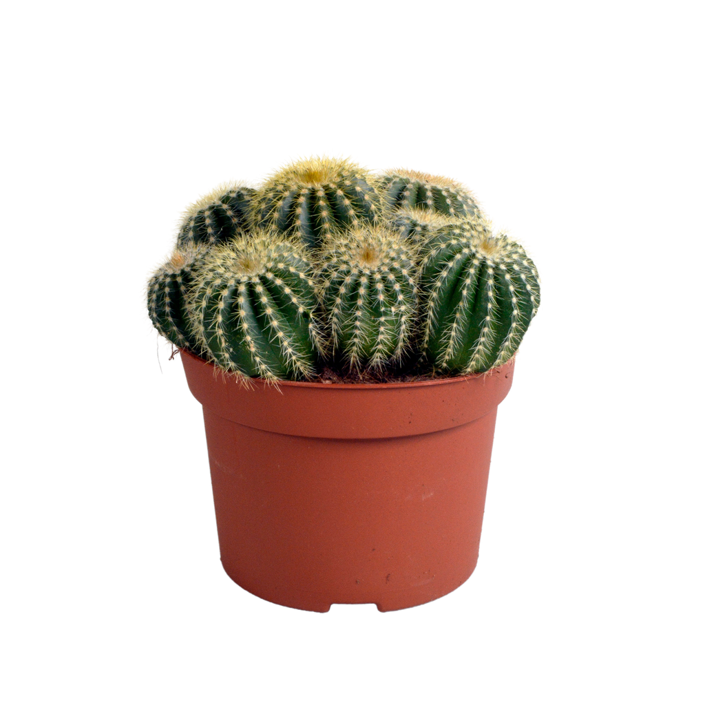 Warasa-Kaktus (Eriocactus warasii) – pflegeleichte Zimmerpflanze, Höhe ca. 12 cm