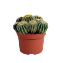 Warasa-Kaktus (Eriocactus warasii) – pflegeleichte Zimmerpflanze, Höhe ca. 12 cm