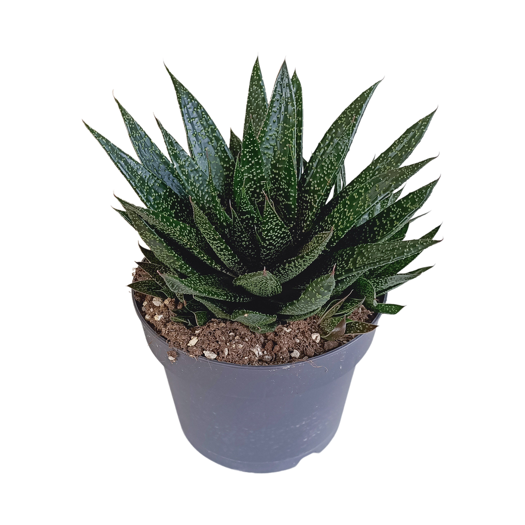 Gasteria 'd Due 17cm