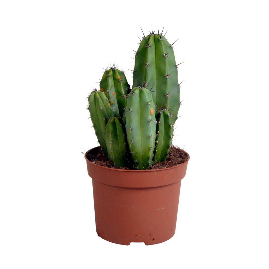 Polen chula 12cm