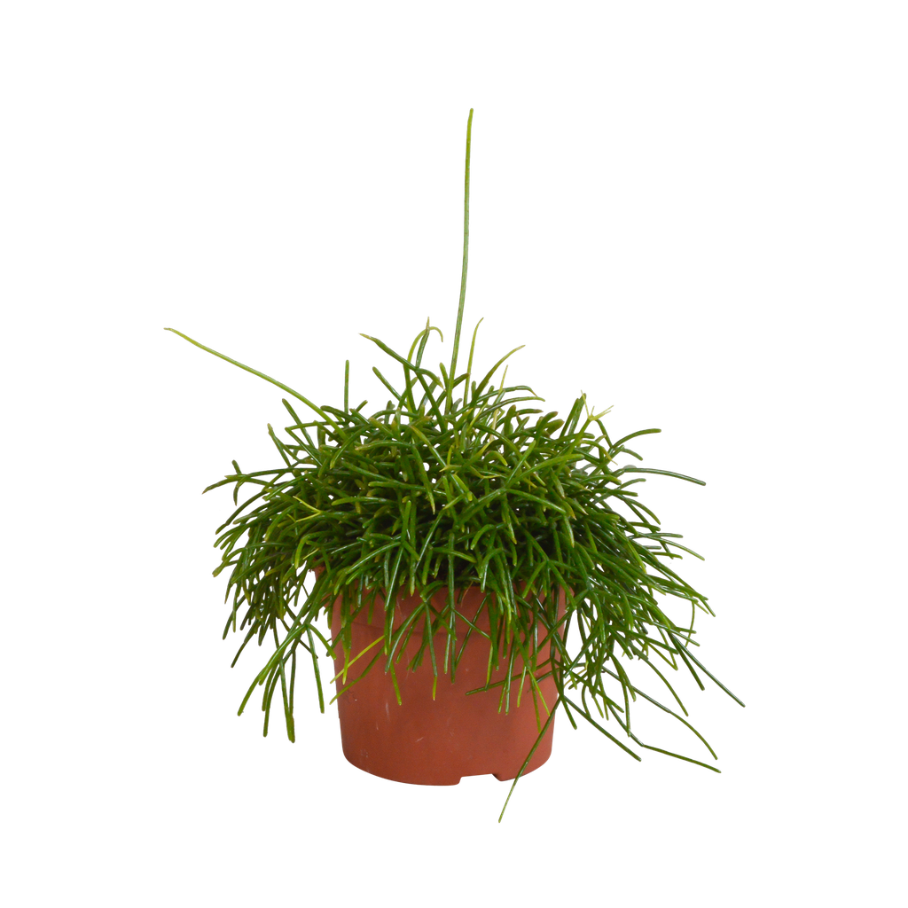 Rhipsalis baccifera Oase 12cm