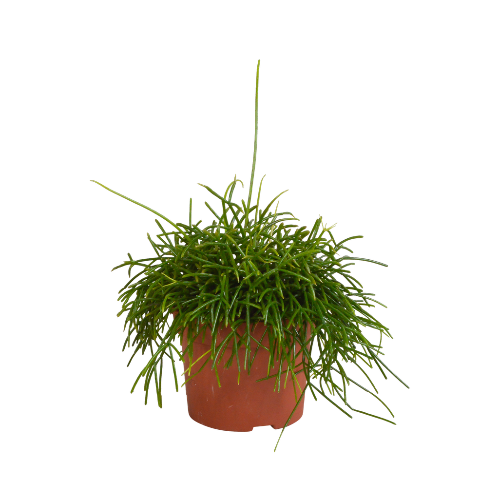 Rutenkaktus (Rhipsalis baccifera) – pflegeleichte Zimmerpflanze, Höhe ca. 12 cm