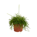 Rutenkaktus (Rhipsalis baccifera) – pflegeleichte Zimmerpflanze, Höhe ca. 12 cm