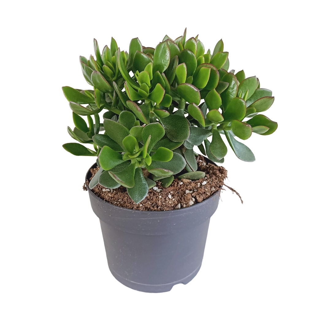 Dickblatt (Crassula) – pflegeleichte Zimmerpflanze, Topf-Ø 17 cm