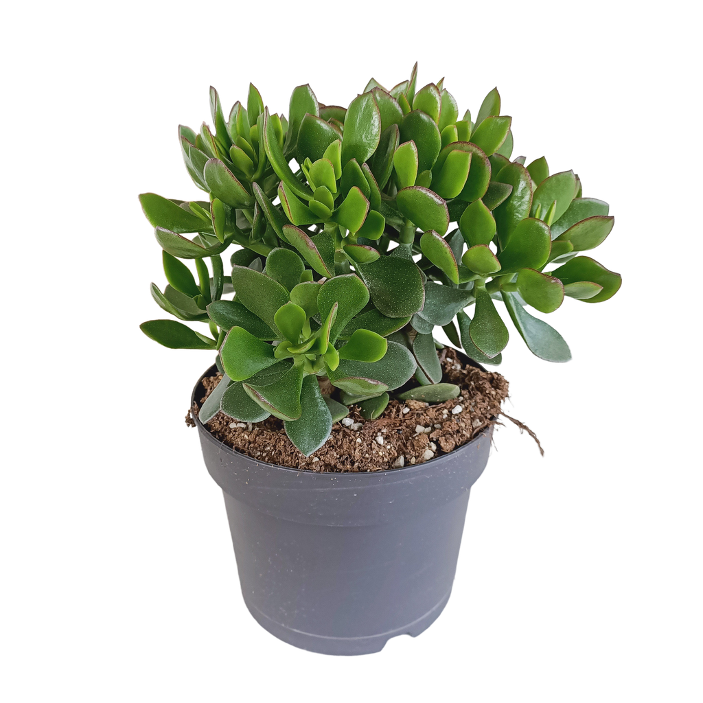 Kleine Crassula (Crassula minor) – pflegeleichte Zimmerpflanze, Höhe ca. 17 cm