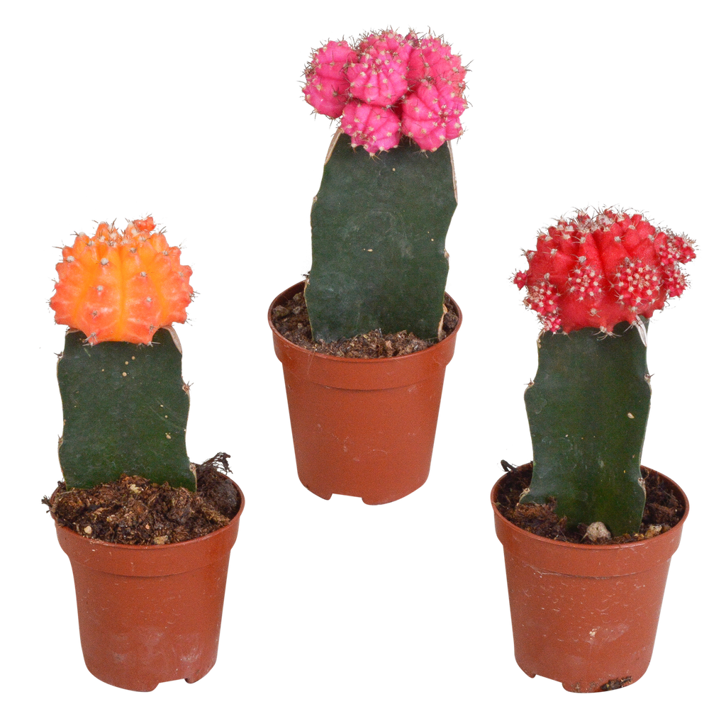 Euphorbia meloformis variegata - Gymnocalycium Mix - 5,5cm - 3x