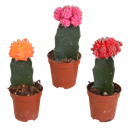 Euphorbia meloformis variegata - Gymnocalycium Mix - 5,5cm - 3x