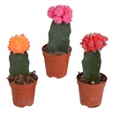 Melonenförmige Wolfsmilch 'Variegata' 3er-Set (Euphorbia meloformis) – pflegeleichte Zimmerpflanze