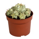 Melonen-Wolfsmilch (Euphorbia meloformis) – pflegeleichte Zimmerpflanze, Höhe ca. 10,5 cm