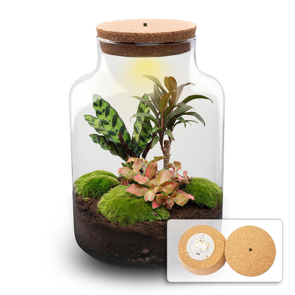 DIY Pflanzen-Terrarium mit Licht - Milky Palm - Ø 21 cm ↑ 30 cm