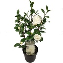 Japanische Kamelie 'Nuccio' (Camellia japonica) – winterharter Zierstrauch, Topf-Ø 19 cm, Höhe ca. 65 cm