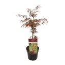 Fächerahorn 'Garnet' (Acer palmatum) – winterharter Zierbaum, Topf-Ø 19 cm, Höhe ca. 40 cm