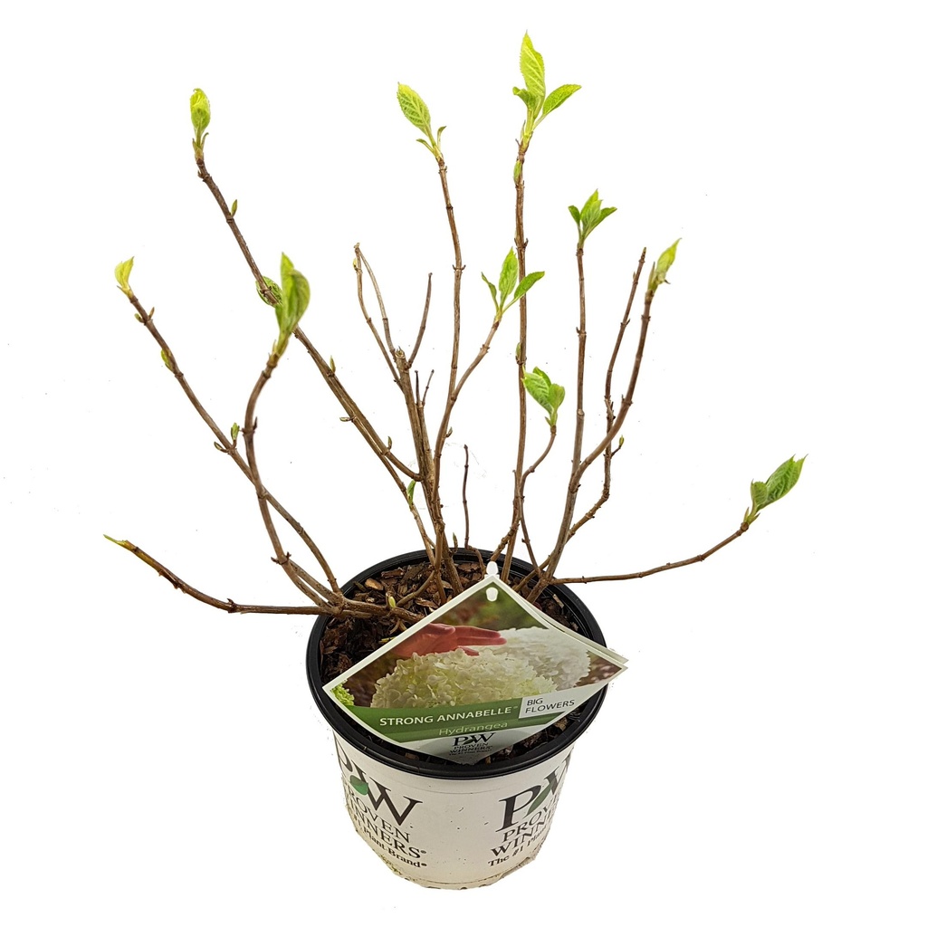 Hortensie 'Strong Annabelle' - Ø19cm - ↕30cm