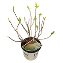 Schneeballhortensie 'Strong Annabelle' (Hydrangea arborescens) – winterharter Blütenstrauch, Topf-Ø 19 cm, Höhe ca. 30 cm
