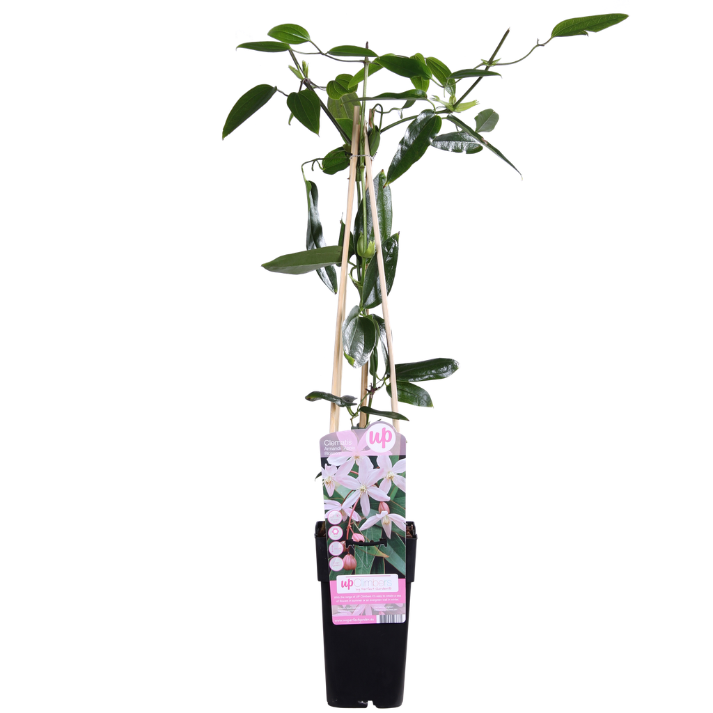 Immergrüne Waldrebe (Clematis armandii) – winterharte Kletterpflanze, Topf-Ø 15 cm, Höhe ca. 65 cm