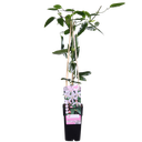 Immergrüne Waldrebe (Clematis armandii) – winterharte Kletterpflanze, Topf-Ø 15 cm, Höhe ca. 65 cm