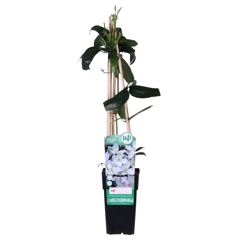 Clematis armandii - ImmergrÃ¼ne Clematis WeiÃŸ - Ø15cm - ↕65cm
