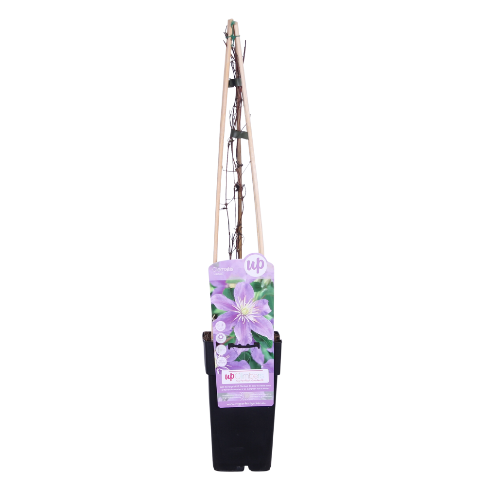 Waldrebe (Clematis) – winterharte Kletterpflanze, Topf-Ø 15 cm, Höhe ca. 65 cm