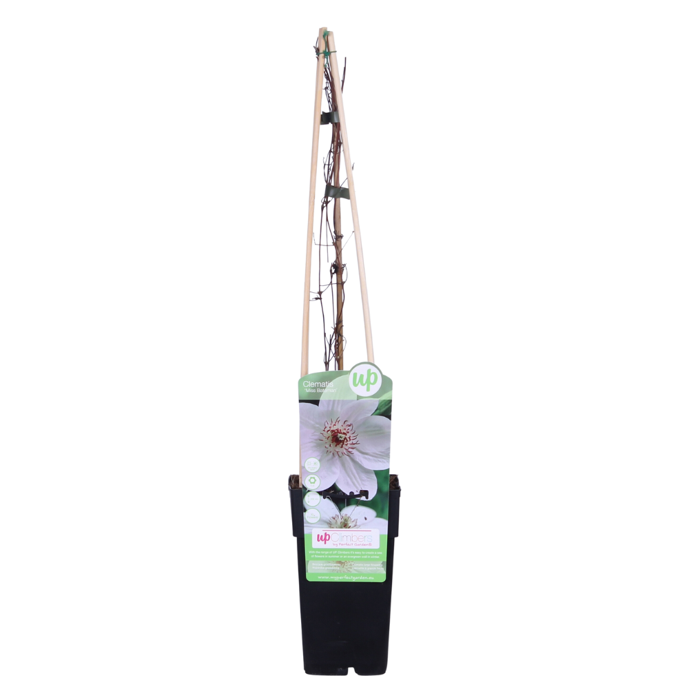 Waldrebe (Clematis Miss) – winterharte Kletterpflanze, Topf-Ø 15 cm, Höhe ca. 65 cm