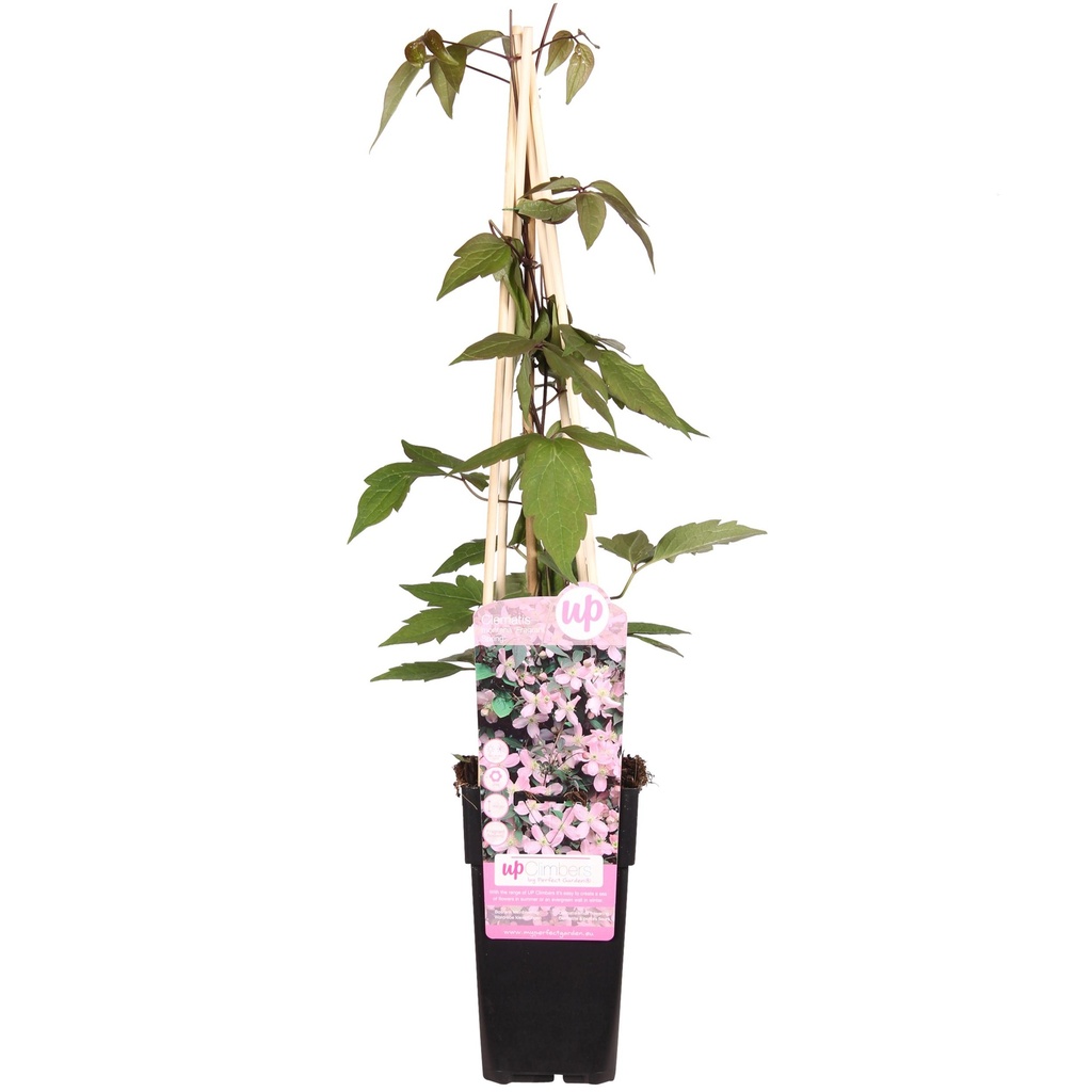 Berg-Waldrebe 'Duftender Frühling' (Clematis montana) – winterharte Kletterpflanze, Höhe ca. 65 cm