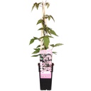 Berg-Waldrebe 'Duftender Frühling' (Clematis montana) – winterharte Kletterpflanze, Höhe ca. 65 cm