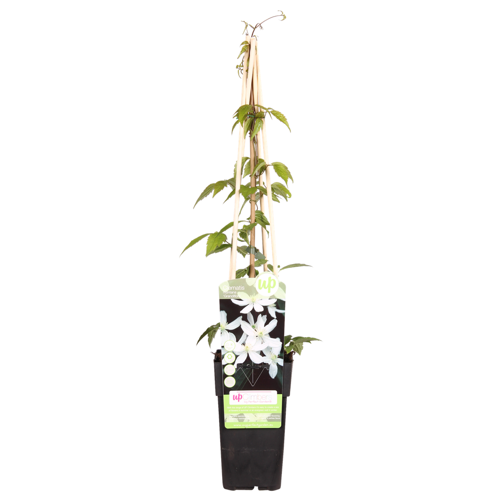 Clematis Montana 'Grandiflora' - ↨65cm - Ø15
