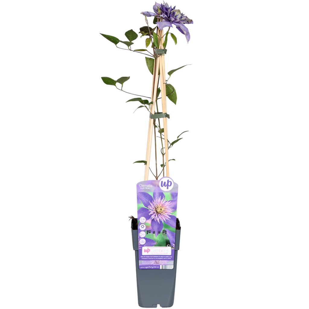 Clematis Multi Blue - Clematis Blauw - Ø15cm - ↕65cm