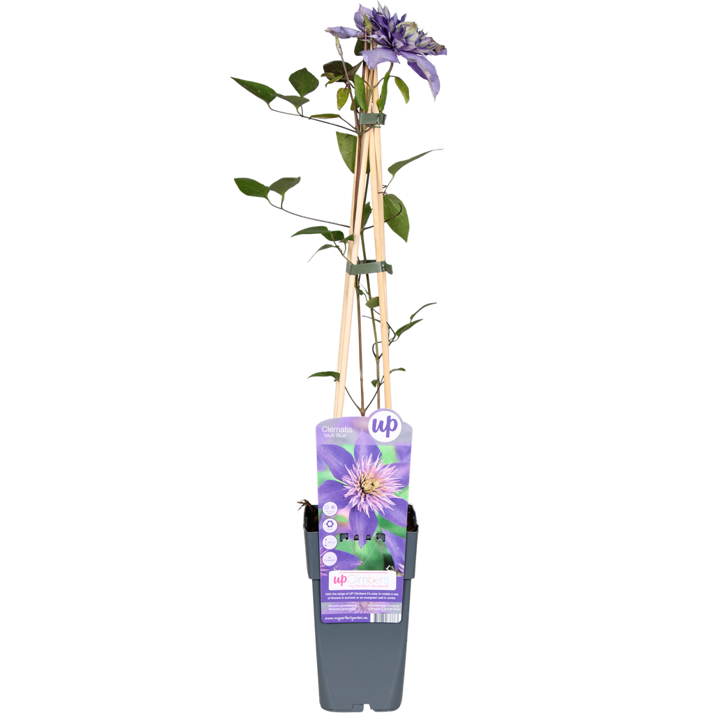 Waldrebe (Clematis) – winterharte Kletterpflanze, Topf-Ø 15 cm, Höhe ca. 65 cm
