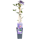Waldrebe (Clematis) – winterharte Kletterpflanze, Topf-Ø 15 cm, Höhe ca. 65 cm