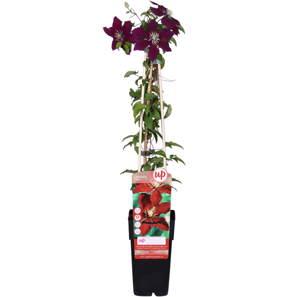 Clematis Niobe - ↨65cm - Ø15